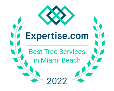 Best Tree Services in Miami Beach!
